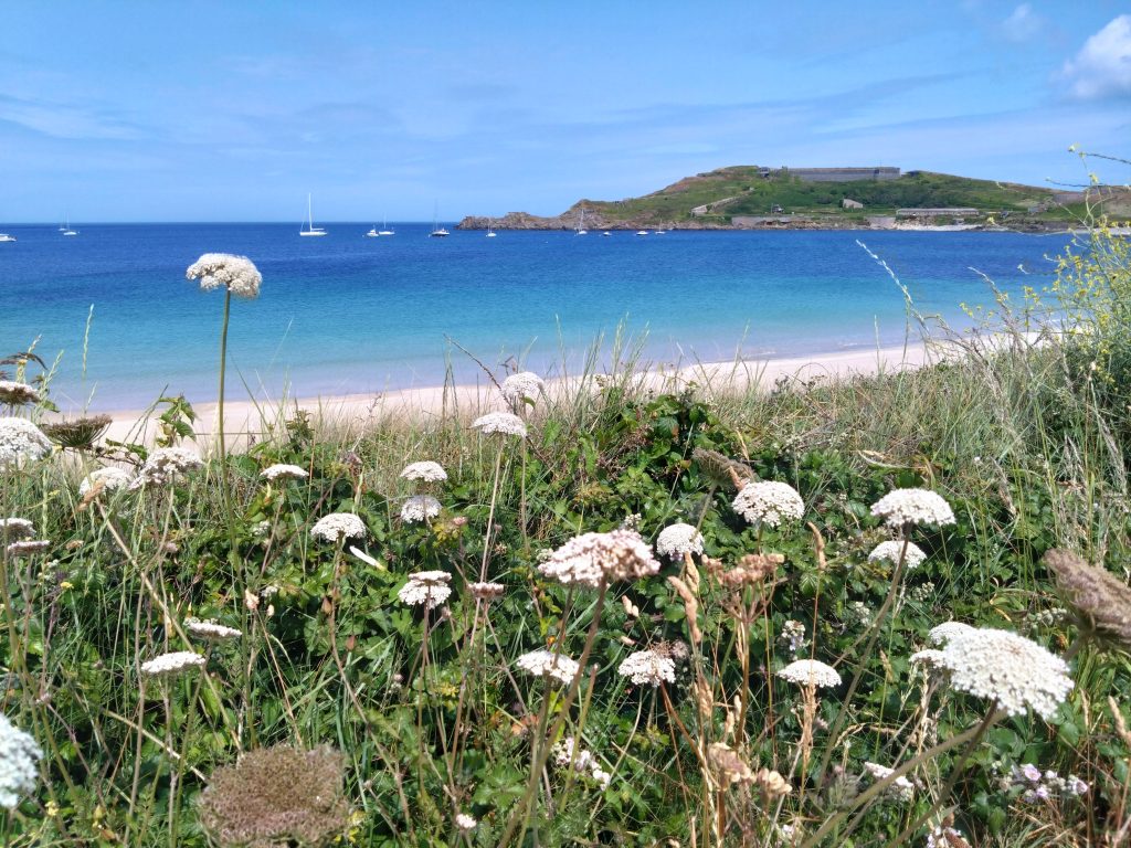 Looking over Braye Harbour towards Fort Albert with flowers in the foreground. Turquoise blue sea and white beach and flowers.