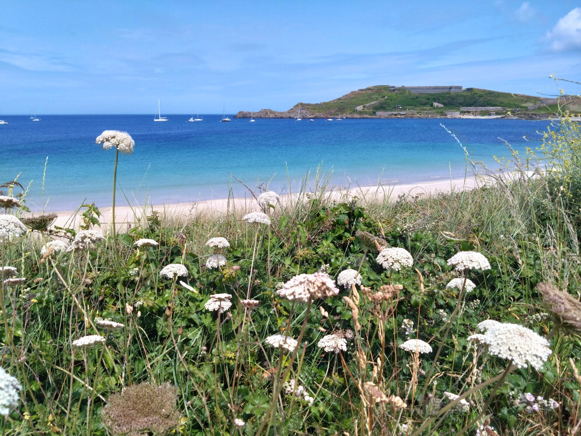 Braye Harbour looking towards Fort Albert with flowers in the foreground
