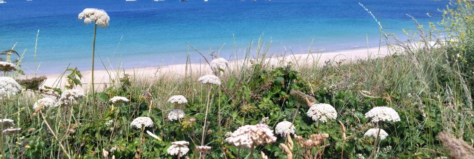Braye Harbour looking towards Fort Albert with flowers in the foreground
