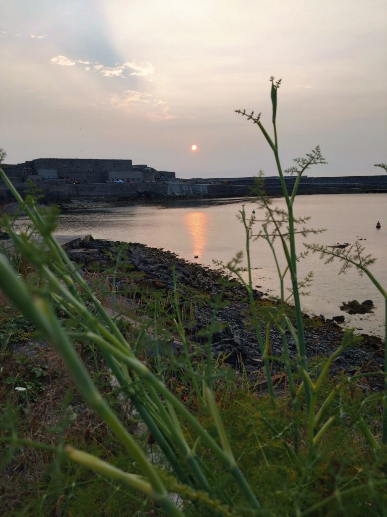 A hazy sunset over Braye Harbour taken from the quayside with a fennel plant in the foreground.