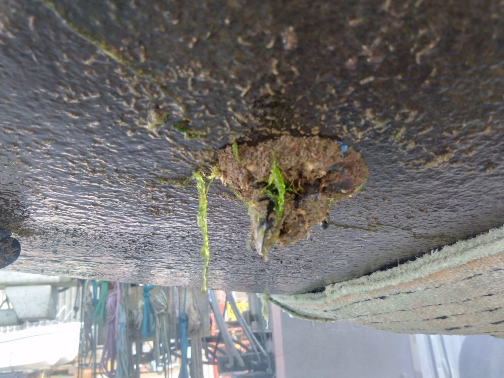 Mussels grown all over the log impeller